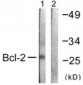 BCL2 / Bcl-2 Antibody (aa46-95)